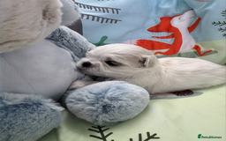 Maltese dogs for sale: 🌟Maltedoll Tiny Korean Maltese KC Reg🌟 - Image 9