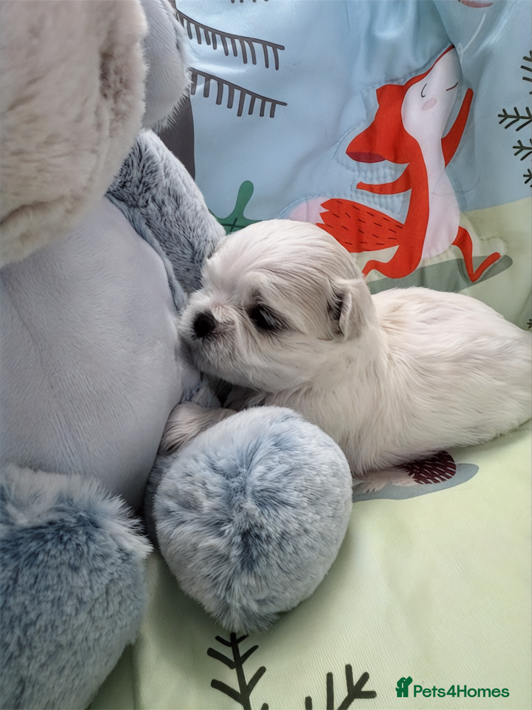 Maltese dogs for sale: 🌟Maltedoll Tiny Korean Maltese KC Reg🌟 - Image 9