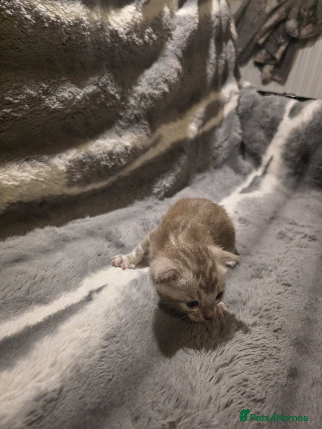 Bengal cats for sale: Rare Bengal babies - Image 19