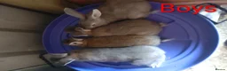 Mixed Breed rabbits for sale: Continental giant cross rex babies READY TO GO NOW - Advert 13