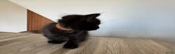 Mixed Breed cats for sale: 4 Beautiful 12 Week Old Kittens Ready to Collect  - Advert 12