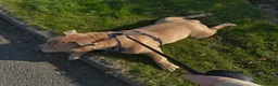 Mixed Breed dogs for sale: Standard Bully in Bolton - Advert 2