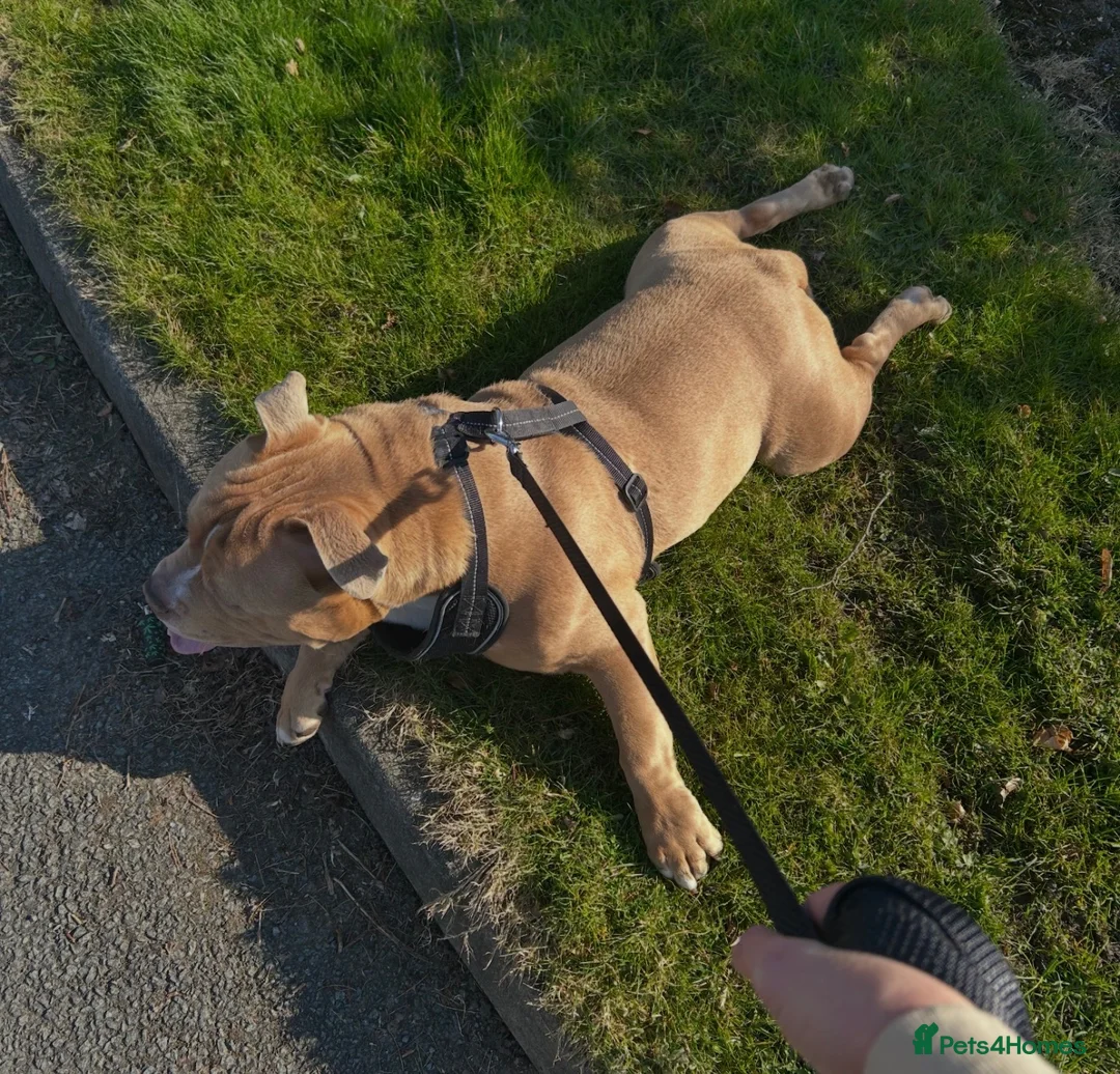 Mixed Breed dogs for sale: Standard Bully in Bolton - Advert 2