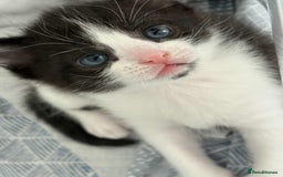 British Shorthair cats for sale: 2 kittens for sale  - Image 11