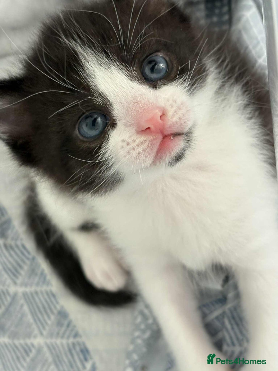 British Shorthair cats for sale: 2 kittens for sale  - Image 11