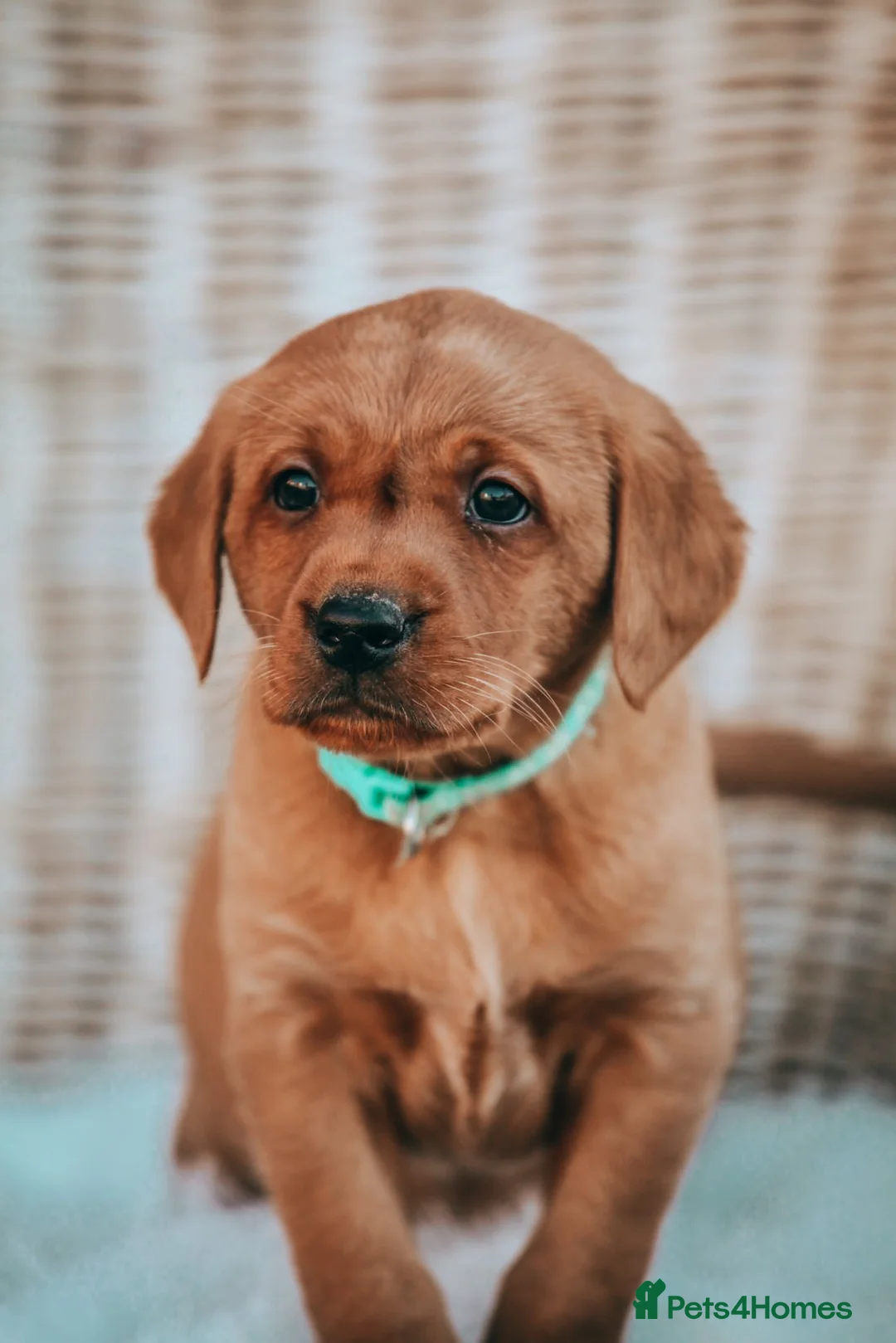 Labrador Retriever dogs for stud: HEALTH TESTED FOX RED LABRADOR (OFTW X FTCH)  in Grantham - Advert 8