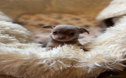 Chihuahua dogs for sale: Chihuahua teacups - Image 22