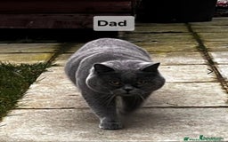 British Shorthair cats for sale: Beautiful Pedigree British short hair kittens🐈 in Buckhurst Hill - Image 19