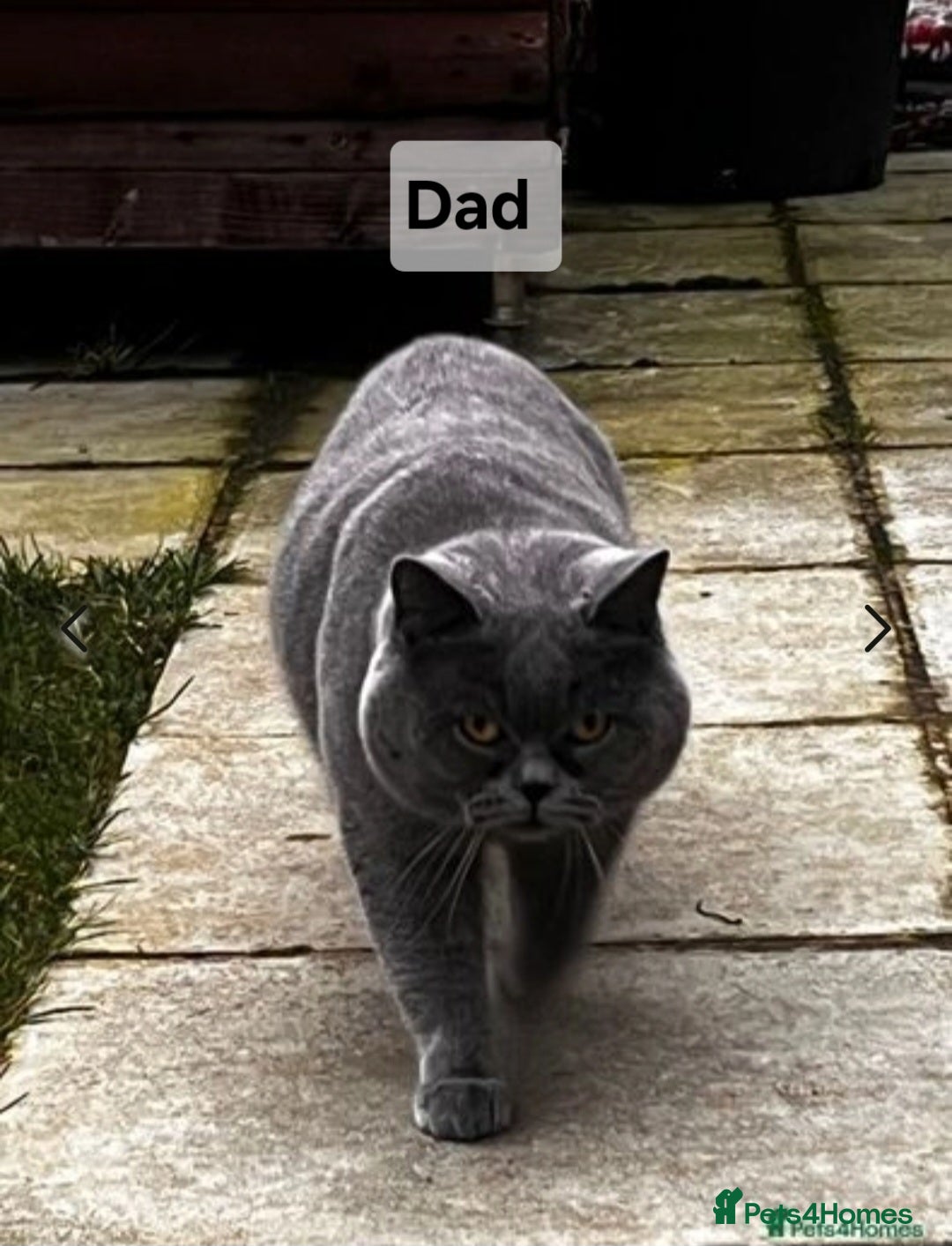 British Shorthair cats for sale: Beautiful Pedigree British short hair kittens🐈 in Buckhurst Hill - Image 19