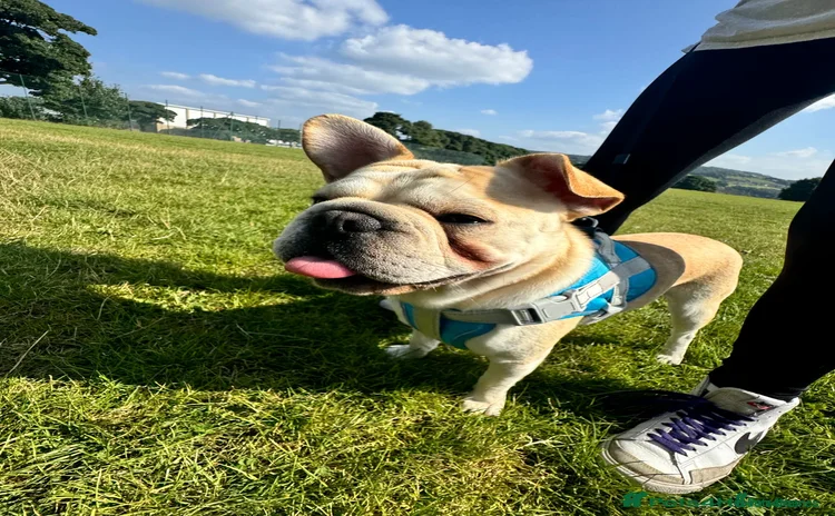 French Bulldog dogs - Advert 1