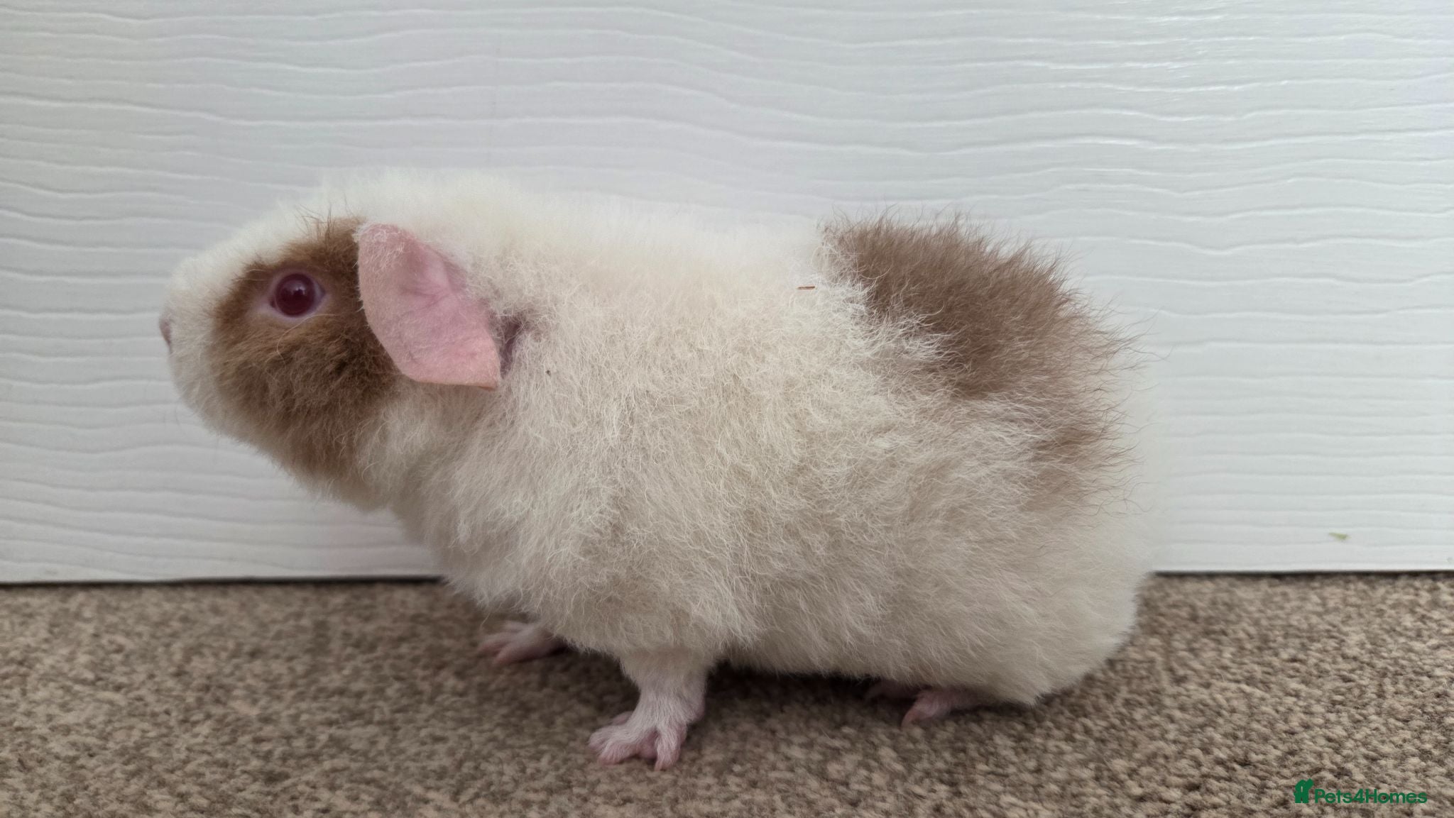 Guinea Pig rodents Roan Teddy Boars - Advert 17
