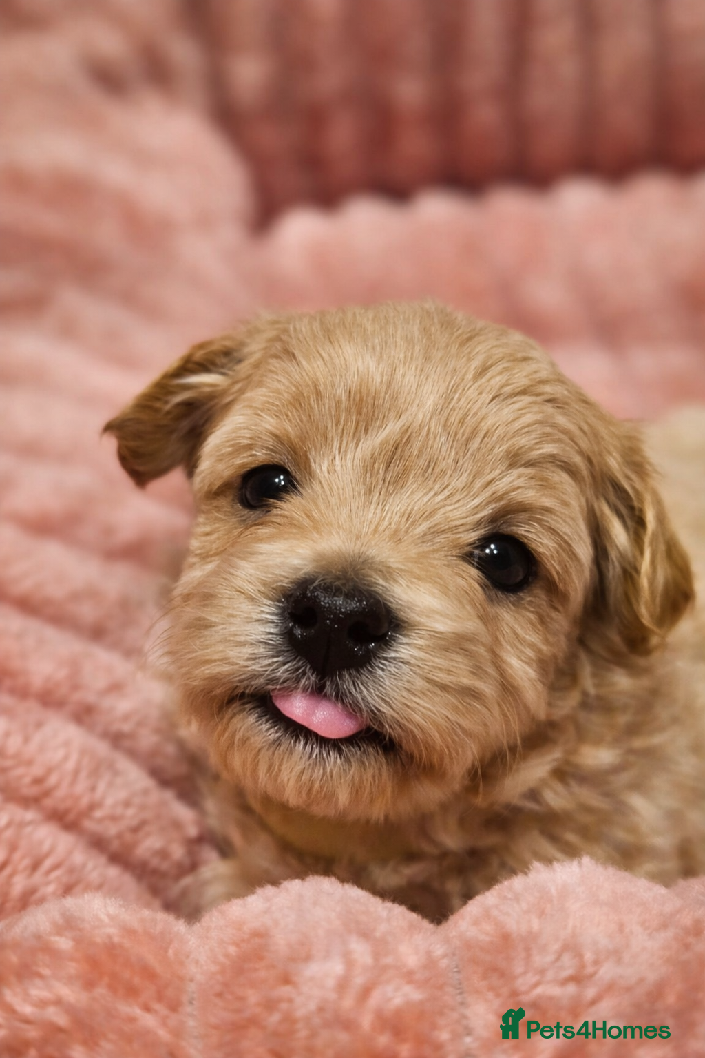 Maltipoo dogs ✨️Five star Maltipoo F1 puppies ✨️  - Advert 2