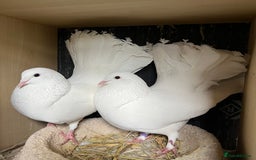 Doves birds for sale: Garden fantail doves in Ossett - Image 1