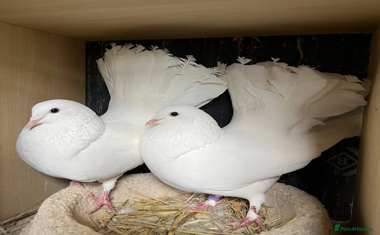 Doves birds in Ossett - Advert 5