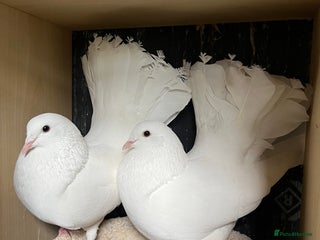 Doves birds in Ossett - Advert 16