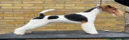Fox Terrier dogs for sale: One female fox terrier  - Advert 3