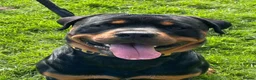 Rottweiler dogs for sale: Rottweiler pupps for sale  - Advert 7