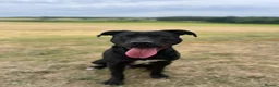 Staffordshire Bull Terrier dogs for adoption: Norman - Advert 4