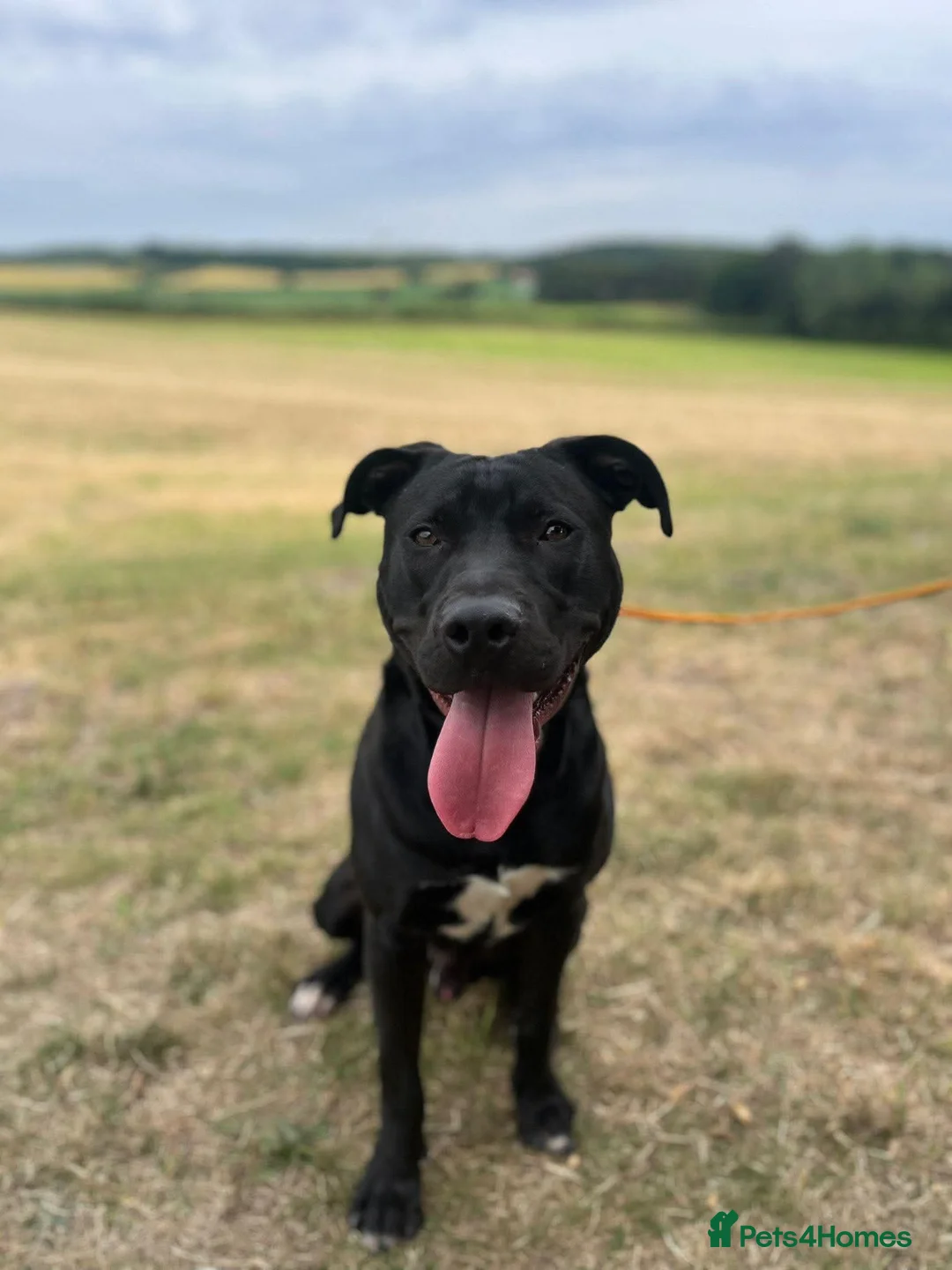 Staffordshire Bull Terrier dogs for adoption: Norman - Advert 4