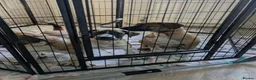 Mixed Breed dogs for sale: American bulldog x Belgian Malinois  - Advert 16