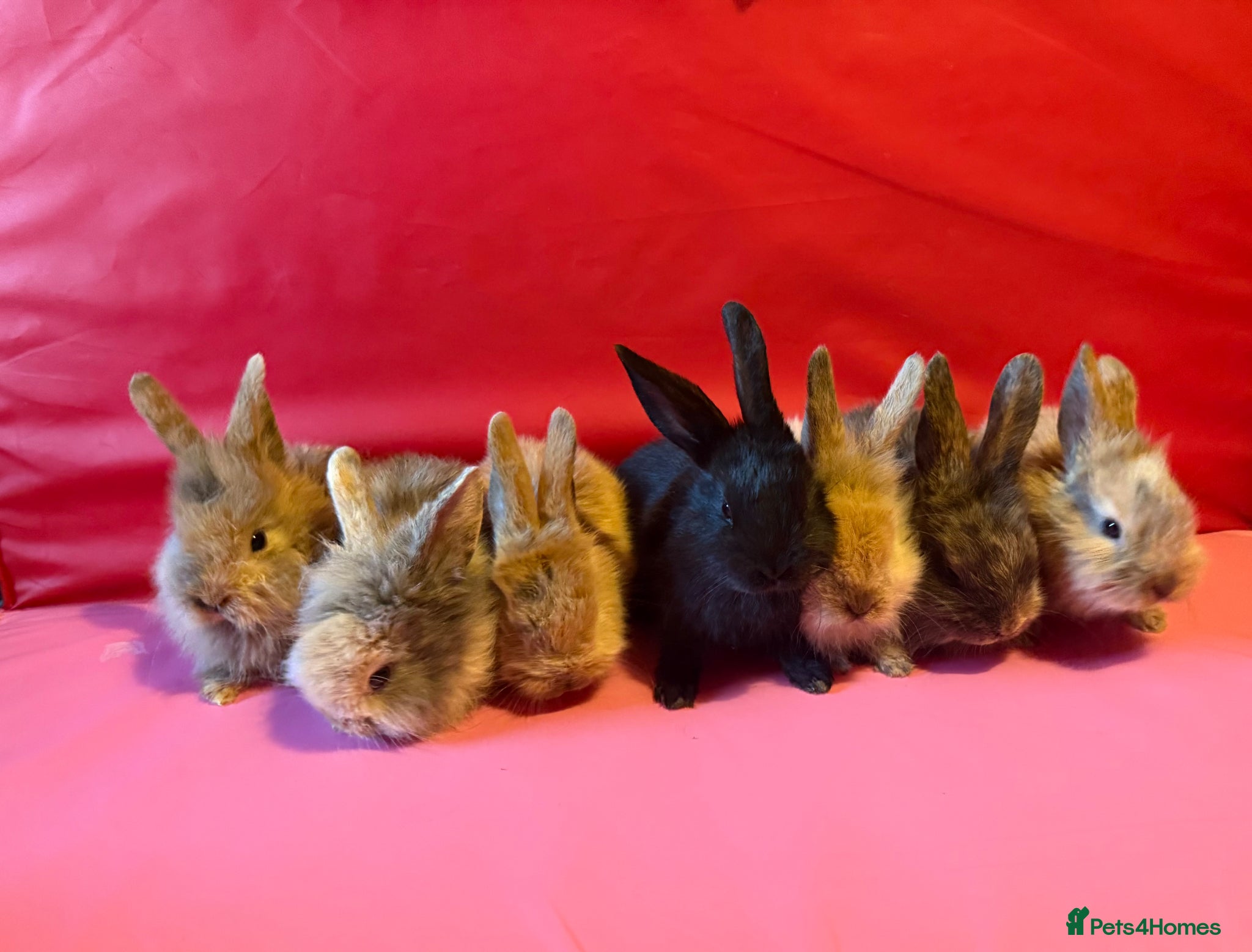 Lionhead rabbits Lion head mix rabbit  - Advert 11
