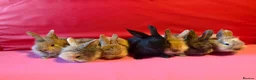 Lionhead rabbits for sale: Lion head mix rabbit  in Reading - Advert 1