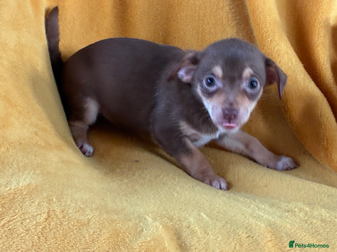 Chihuahua dogs for sale: Beautiful Chihuahua Puppies For Sale - Advert 14