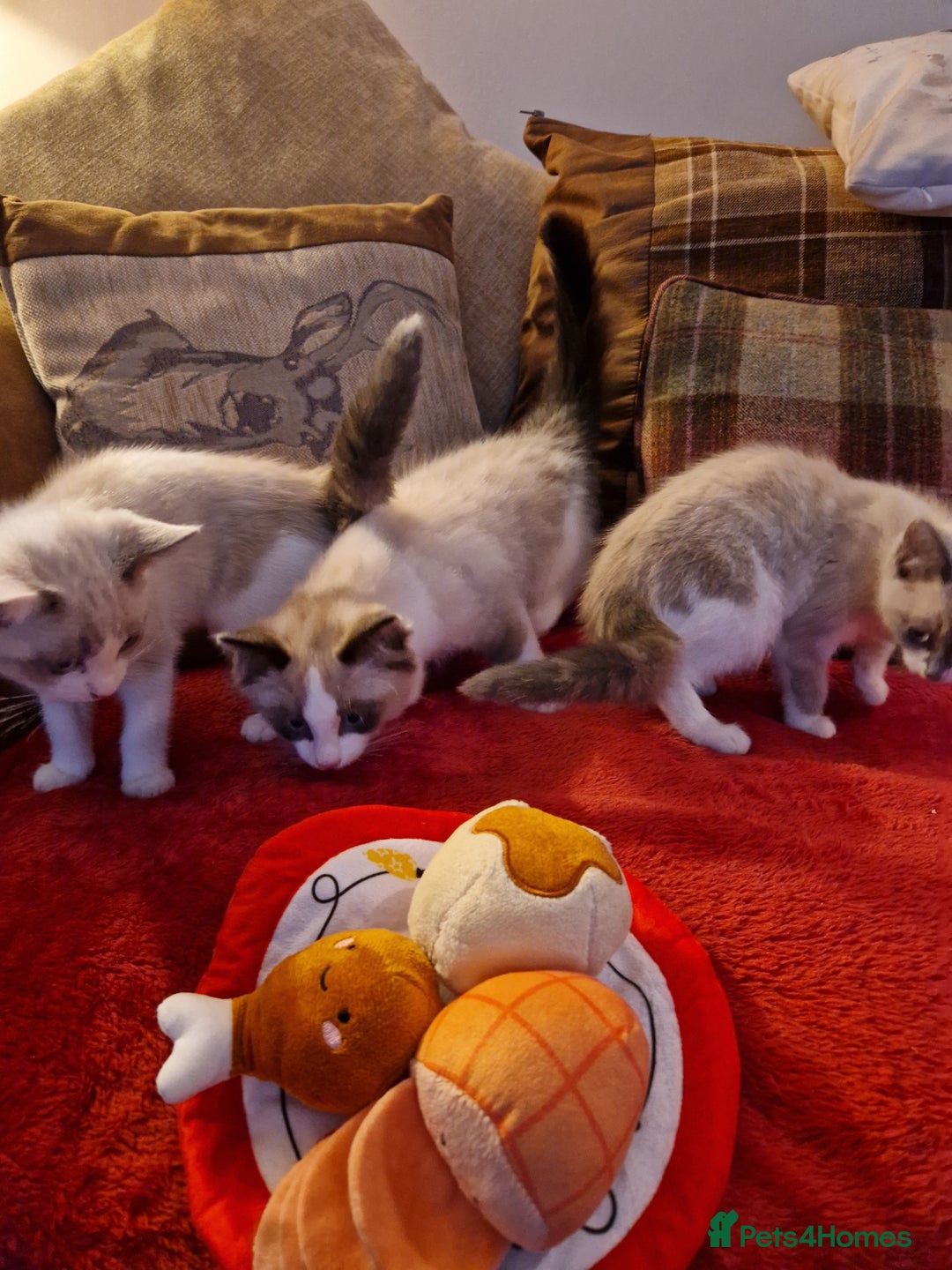 Ragdoll cats for sale: Ragdoll Cross - Advert 3