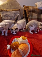 Ragdoll cats Ragdoll Cross - Advert 11