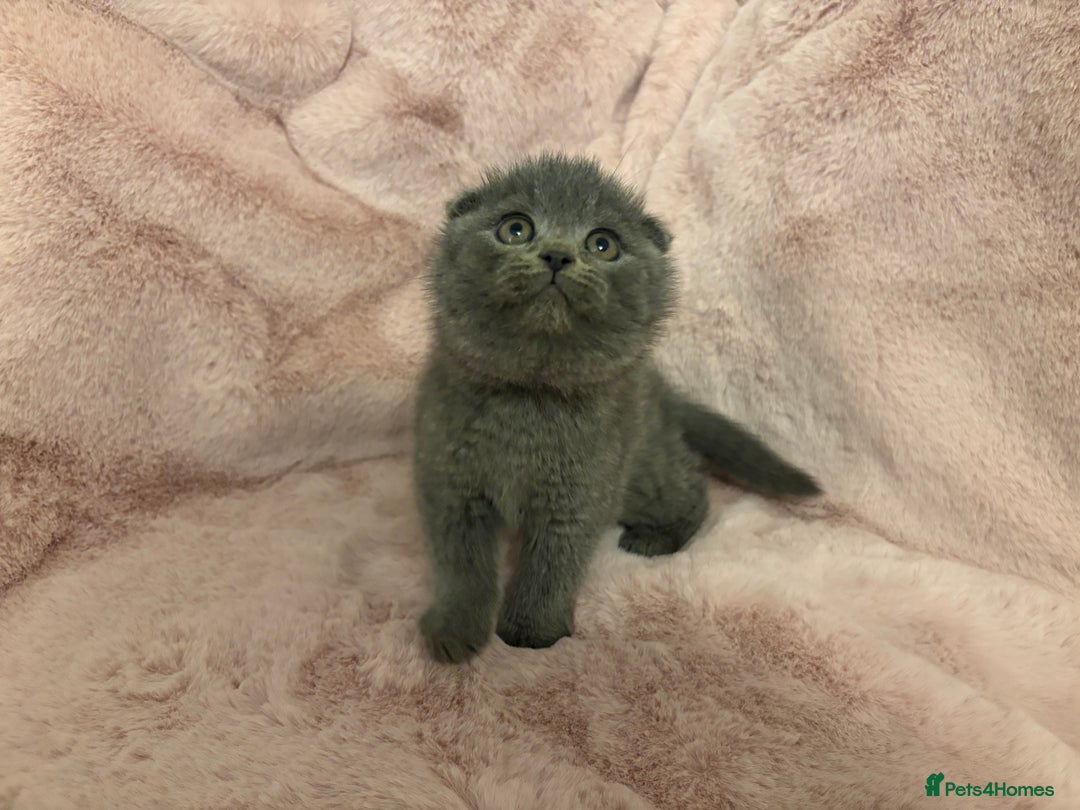 Scottish Fold cats for sale: One remaining - Chunky Male Scottish fold kitten - Advert 3