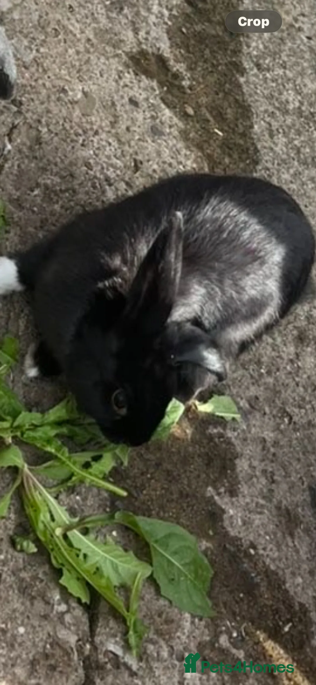 Mixed Breed rabbits for sale: 2 gorgeous female rabbits  - Advert 2