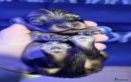 Dachshund dogs for stud: Proven Stud - Longhaired Cream Miniature Dachshund in Camborne - Advert 7