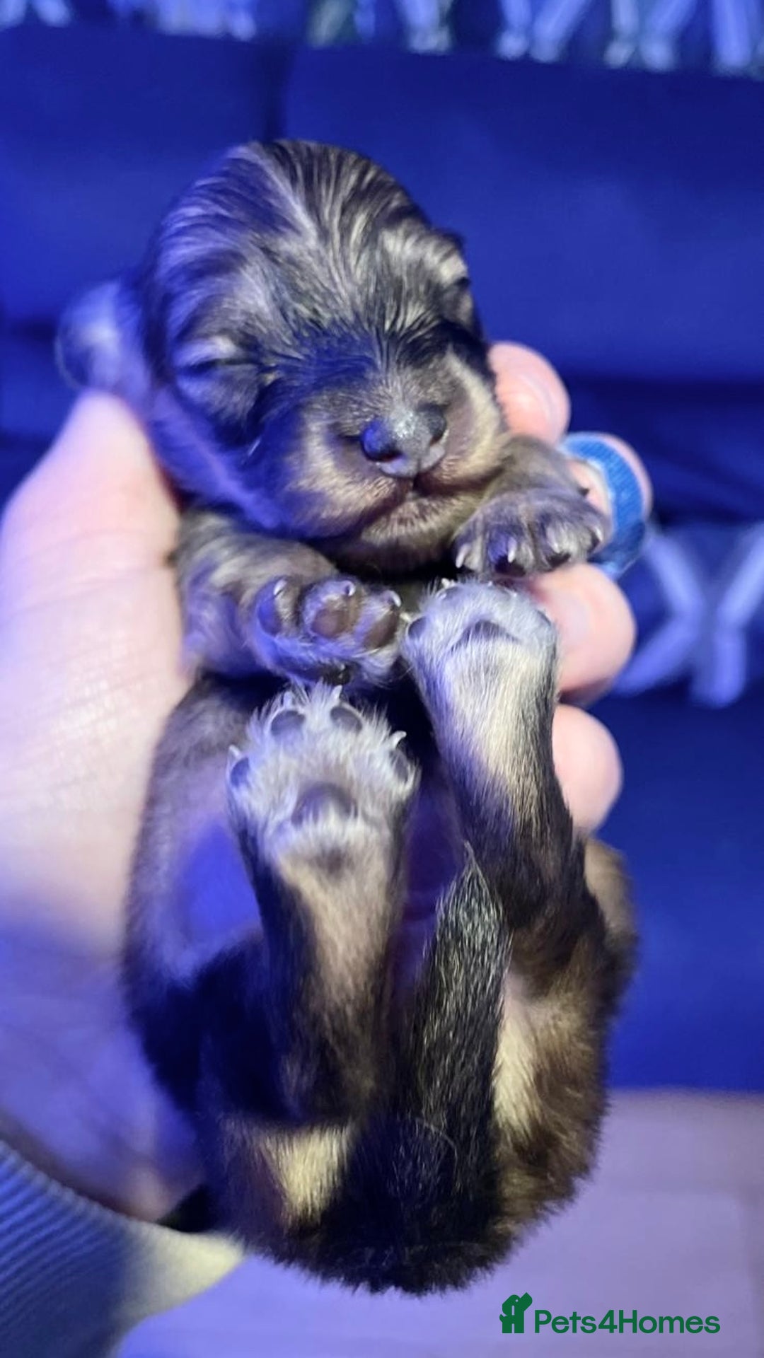 Dachshund dogs for stud: Proven Stud - Longhaired Cream Miniature Dachshund in Camborne - Advert 7