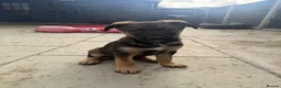 Mixed Breed dogs for sale: German shepherd x black Belgian Malinois - Advert 8