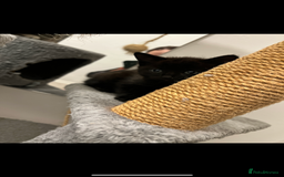 Mixed Breed cats for sale: Tabby kittens for sale🐈‍⬛🐈 - Image 5