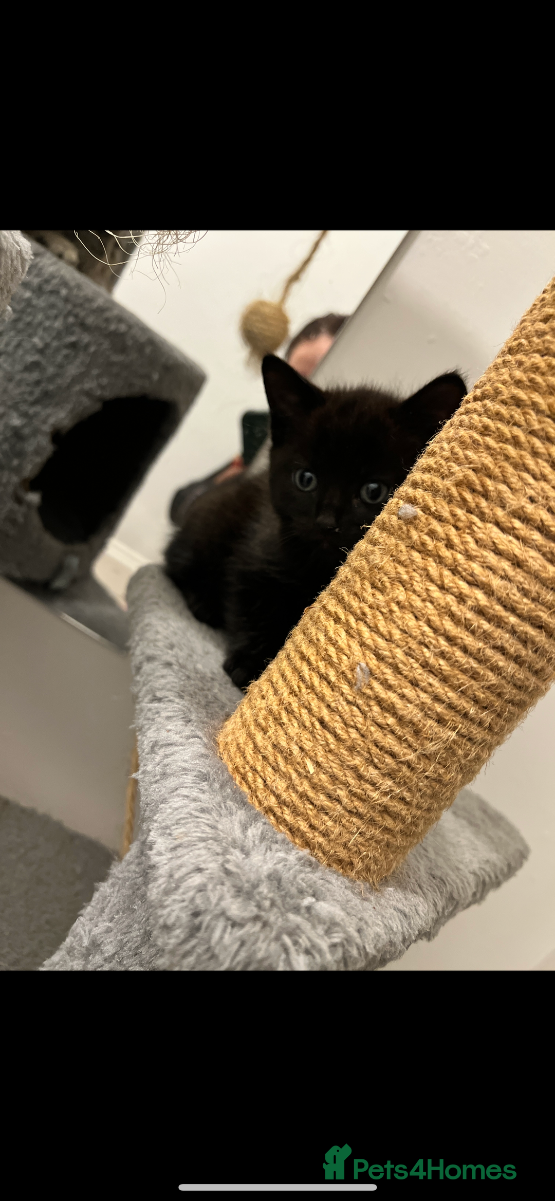 Mixed Breed cats for sale: Tabby kittens for sale🐈‍⬛🐈 - Image 5