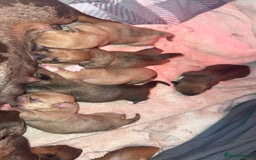 Mixed Breed dogs for sale: 💛Dorgi Puppies🤎 - Image 9