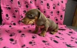 Miniature Dachshund dogs for sale: STUNNING MINIATURE DACHSHUND PUPPIES - Image 5
