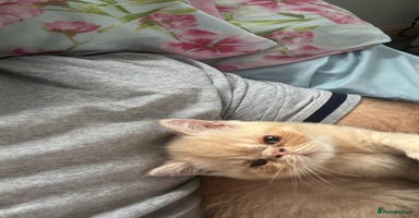 Exotic cats - Advert 6