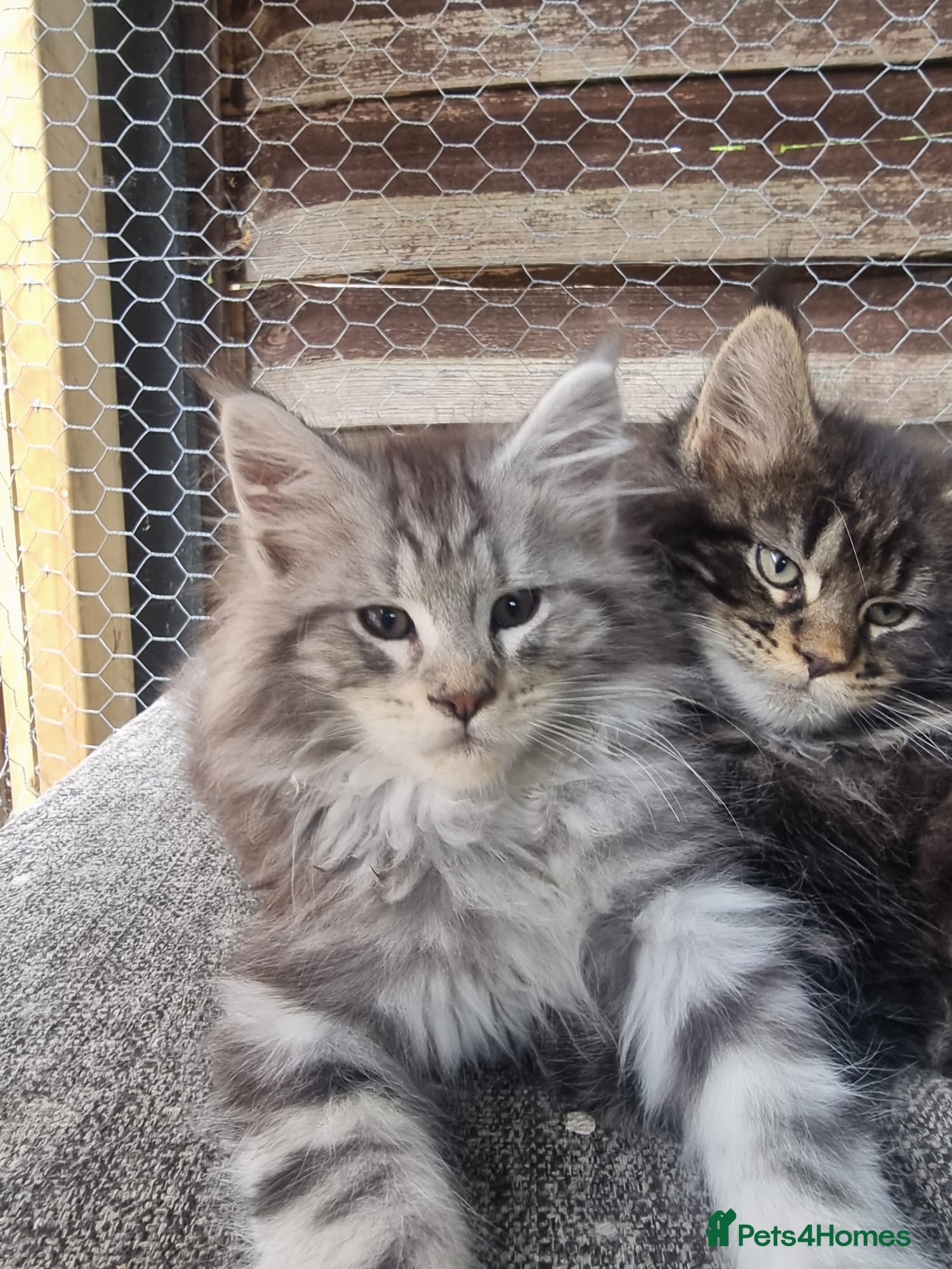 Maine Coon cats for sale: Tica registered kitten - Advert 4