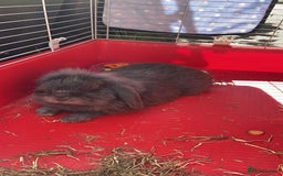 Mini Lop rabbits for sale: Rabbit PLEASE READ ALL DESCRIPTION  - Image 1