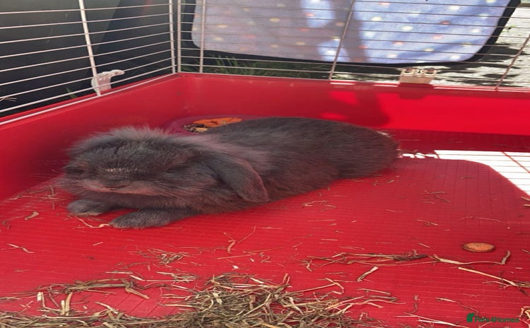 Mini Lop rabbits - Advert 2