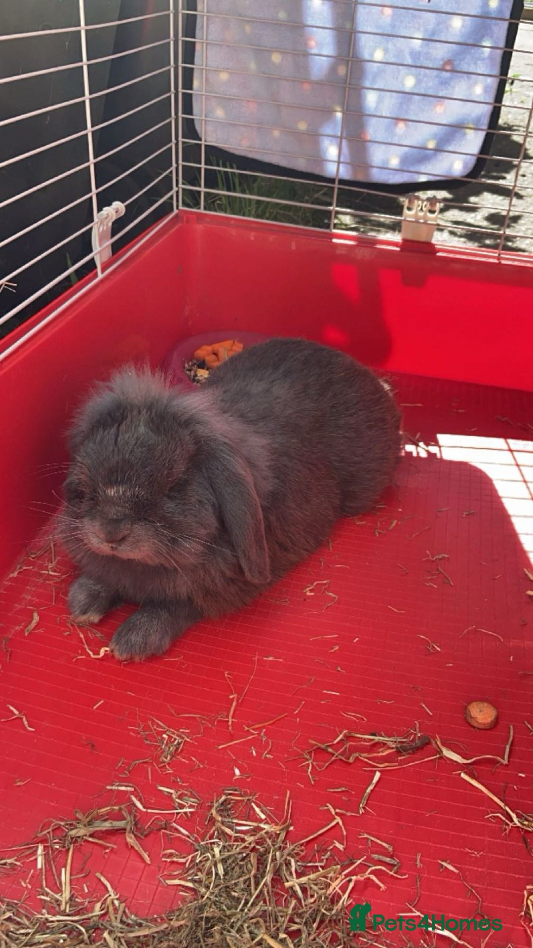 Mini Lop rabbits for sale: Rabbit PLEASE READ ALL DESCRIPTION  - Image 1