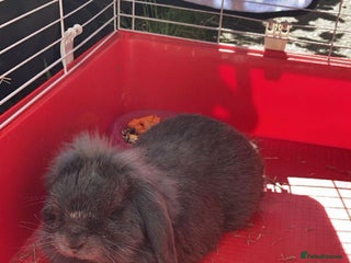 Mini Lop rabbits - Advert 34