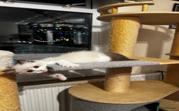Ragdoll cats for sale: Chunky seal bicolour kitten - Image 9