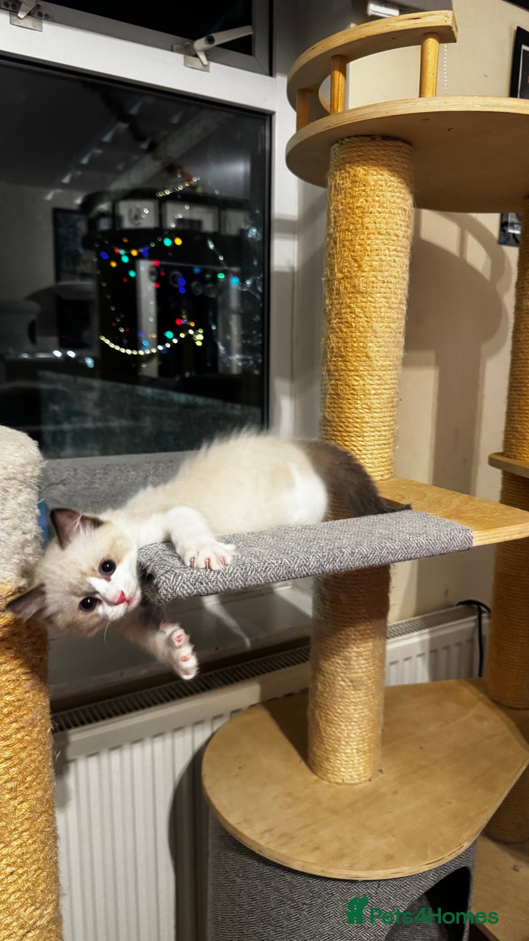 Ragdoll cats for sale: Chunky seal bicolour kitten - Image 9