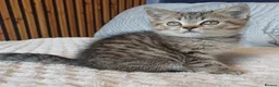 British Shorthair cats for sale: Adorable Brittish Shorthair kittens🐱 - Advert 21