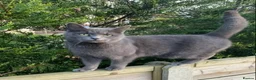 Mixed Breed cats for sale: Beautiful kittens ready for forever homes.  - Advert 1