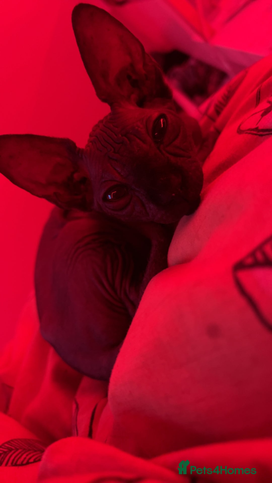 Sphynx cats for sale: Sphynx kitten for sale  - Advert 7