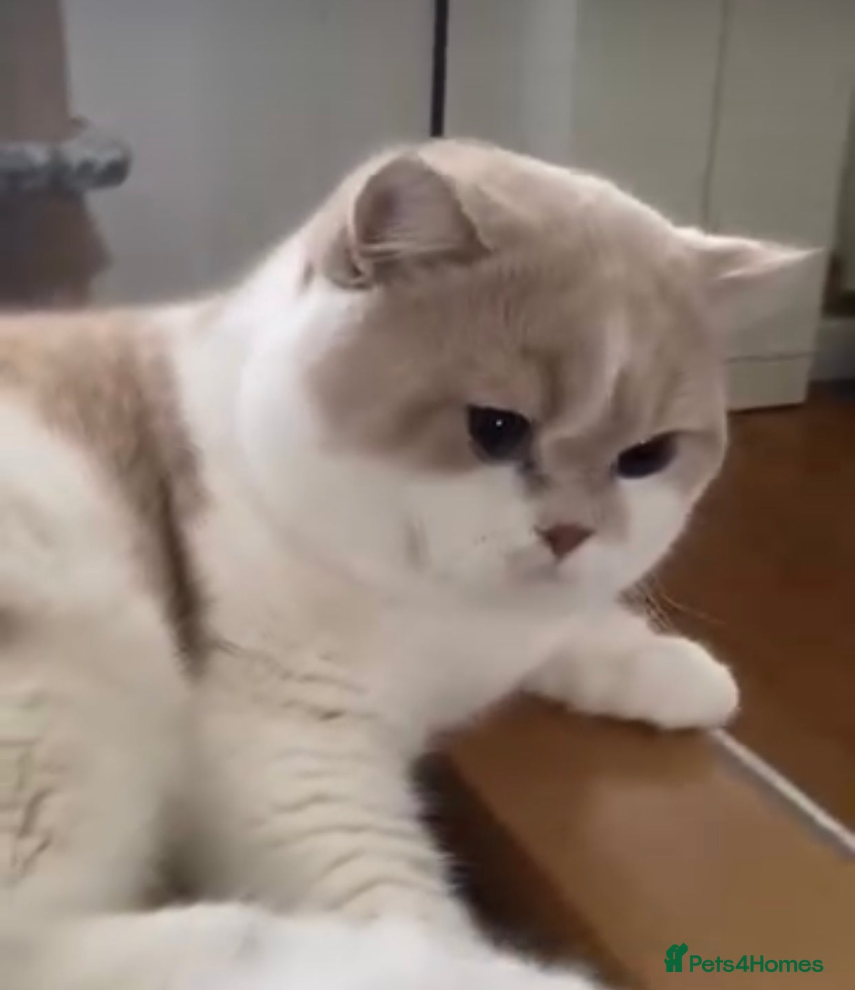 British Shorthair cats GCCF entirety registered in active - Advert 2